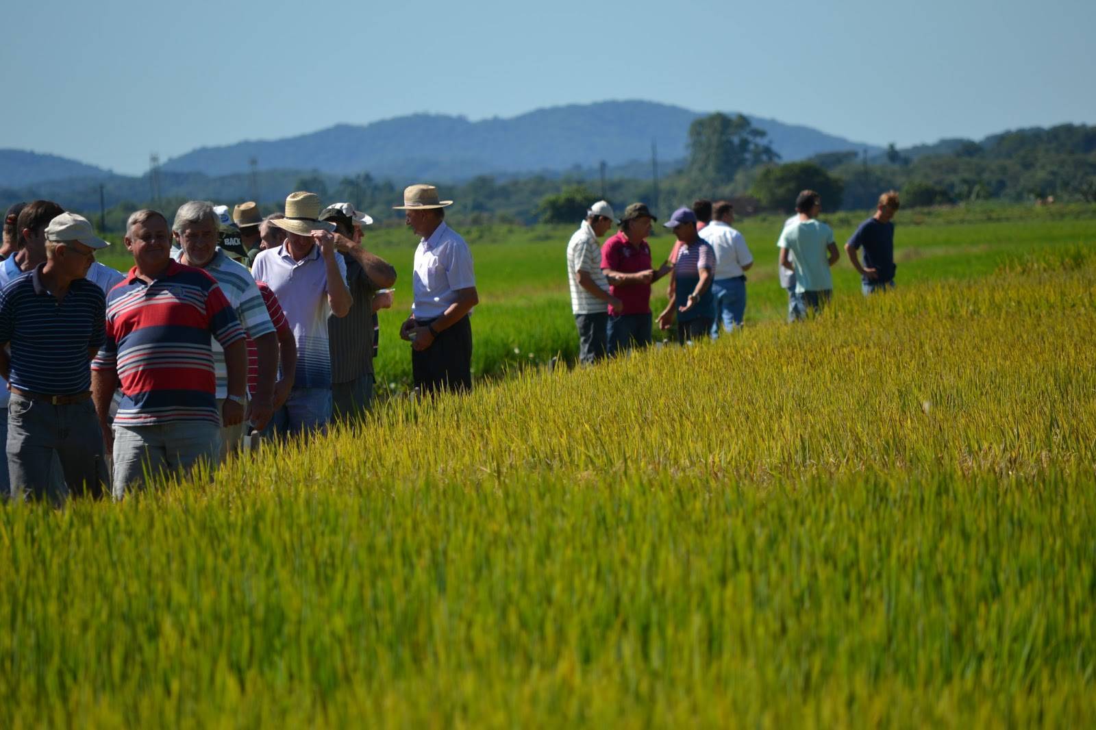 As Projeções Para A Produção De Arroz - EDUCA