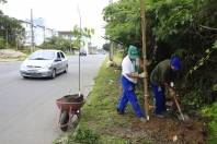  Mudas de ingá feijão (Inga marginata) foram plantadas na manhã desta quarta-feira (05/10) na avenida Beira-Rio pela Fundação Municipal do Meio Ambiente (Fundema)  - Fotografo: Kátia Nascimento - Data: 05/10/2011