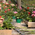 Duas pessoas trabalham no cultivo de flores