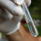 possíveis larvas do mosquito da dengue estão dentro de recipiente de vidro