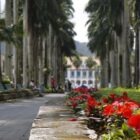 Rua das Palmeiras com o Museu da Imigração aparecendo ao fundo e flores vermelhas em primeiro plano