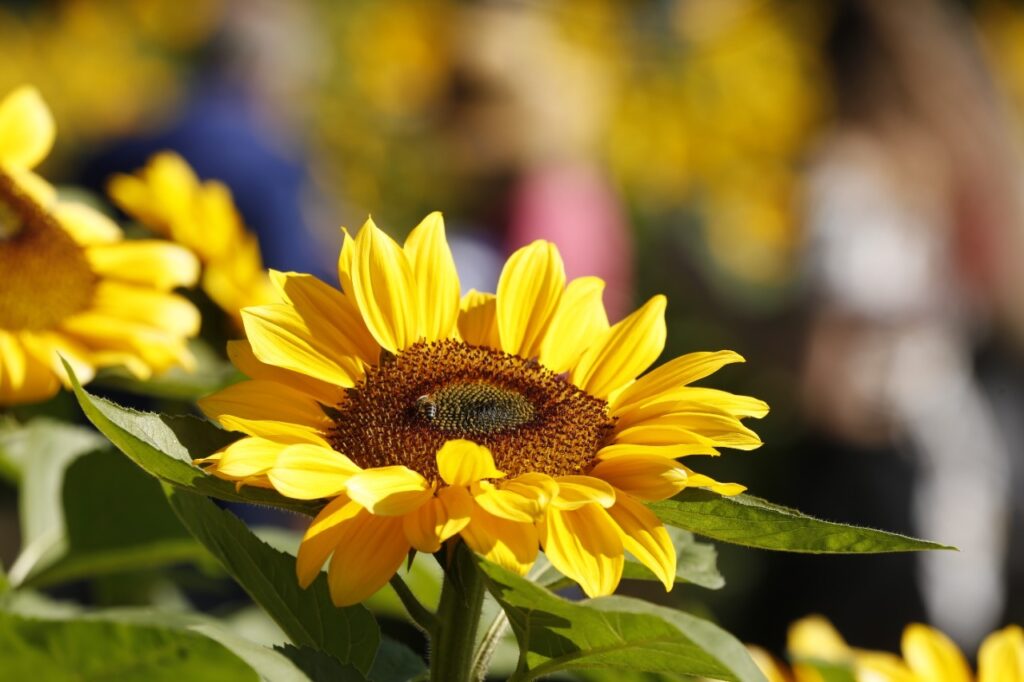 Prorrogado período para inscrição no Concurso de Jardins 2023