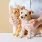 Um gato e um cachorro, ambos filhotes, sendo segurados por um profissional com luvas
