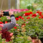 Mulher fotografa flores