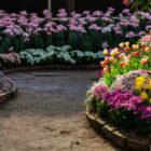 Caminho com flores de diferentes cores