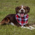 Cão Ouriço que estará na feira
