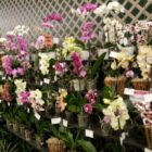várias orquídeas expostas em estantes