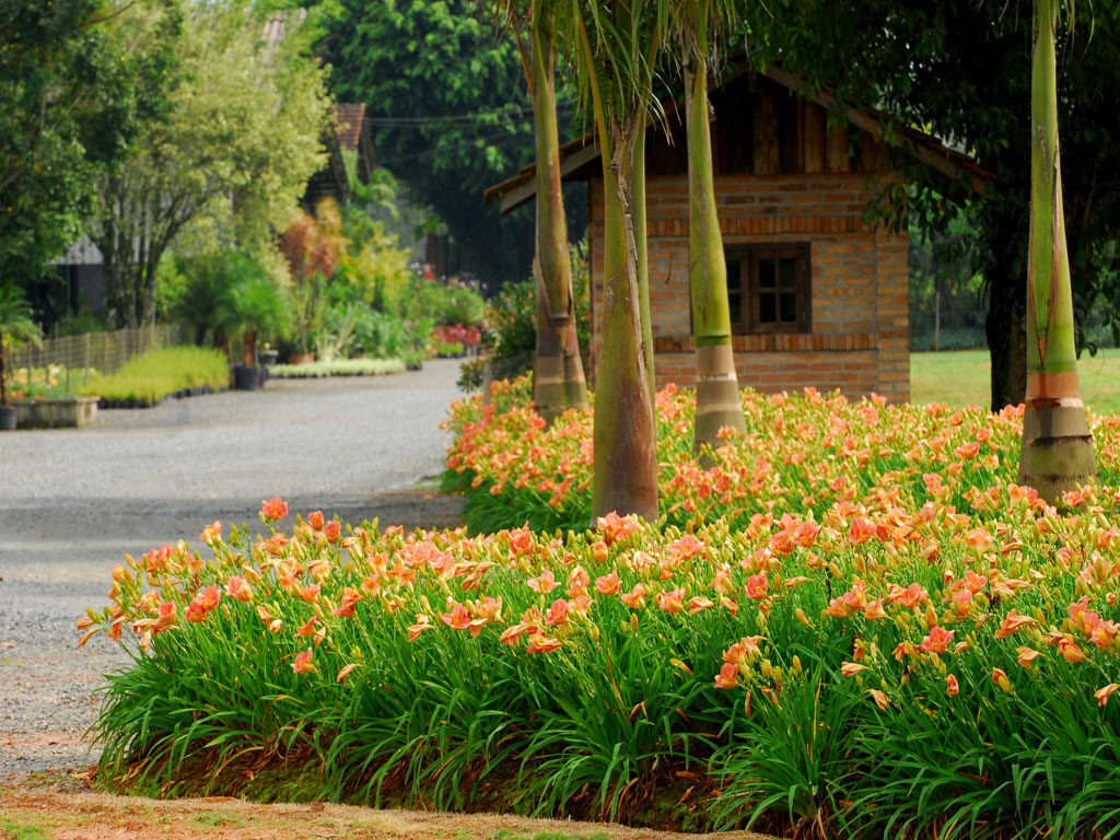 Festival dos Hemerocallis integra o Novembro das Flores