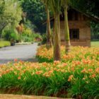 hemerocalis floridas