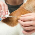 Profissional aplica microchip em cachorro