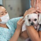 veterinária atende cão que está no colo do tutor