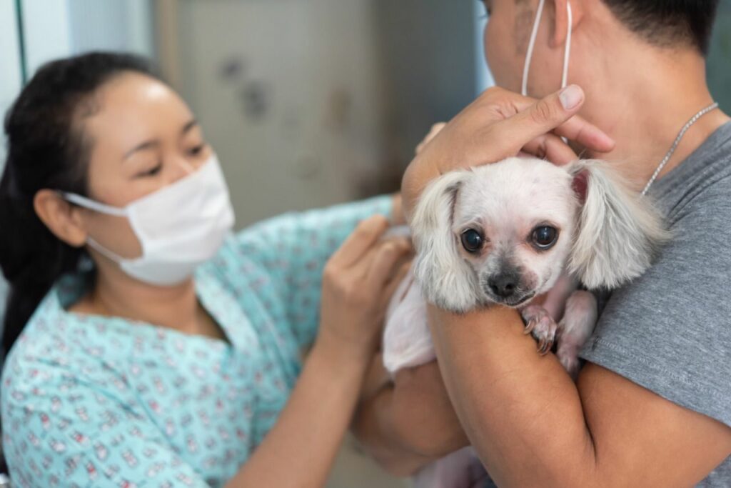 Prefeitura de Joinville vai realizar mutirão para microchipar animais de estimação