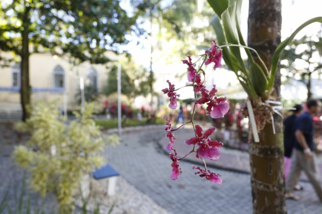 Plantio de orquídeas no Pórtico de Joinville é nesta sexta-feira