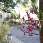 Uma orquídea da variedade laelia purpurata