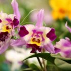 Três orquídeas