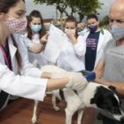 cão é microchipado durante mutirão