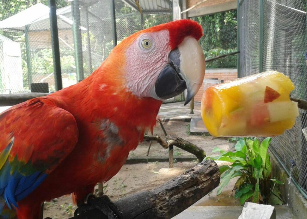 Animais do Zoobotânico de Joinville recebem “picolés” para aliviar o calor