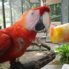Papagaio come picolé de frutas