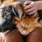 cão e gato no colo do tutor