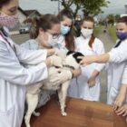 Equipe de veterinários segura um cão que vai receber microchip