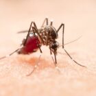 Imagem de um mosquito da dengue
