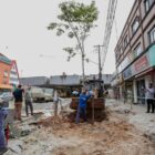 Homens plantam uma árvore de pau-brasil em rua que passa por revitalização