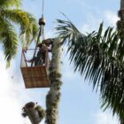 Técnico realiza corte de palmeira
