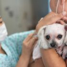 Cãozinho é segurado por dono enquanto recebe atendimento de profissional