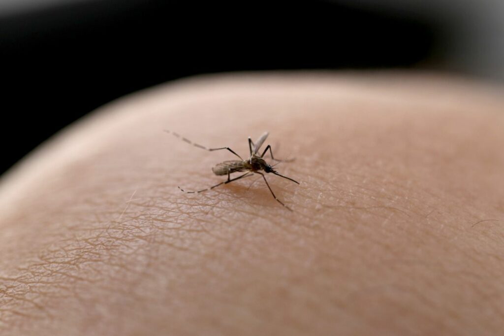 Secretaria da Saúde confirma décimo óbito por dengue em Joinville