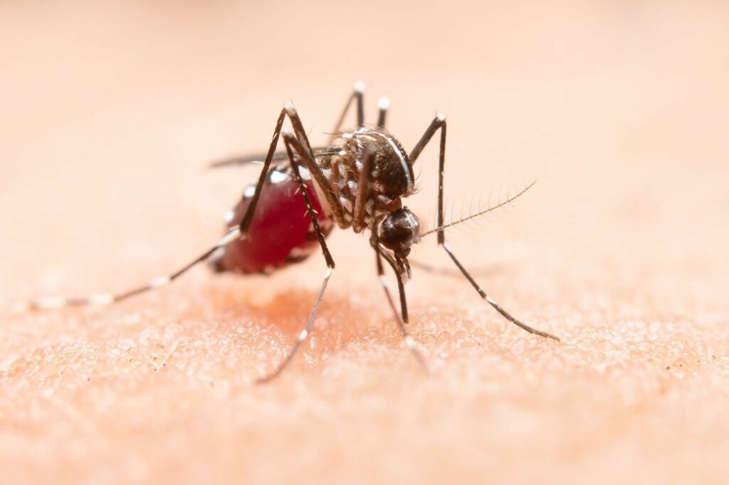 Secretaria da Saúde confirma mais dois óbitos por dengue em Joinville