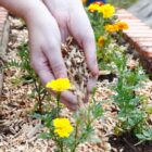 plantio de flores amarelas
