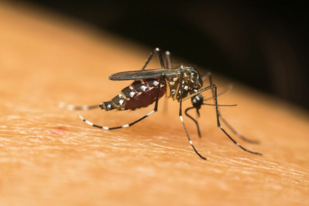 Secretaria da Saúde confirma décimo segundo óbito por dengue em Joinville