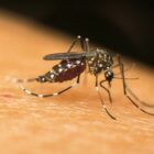 Imagem de um mosquito da dengue