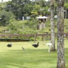 Imagem do Parque Zoobotânico de Joinville