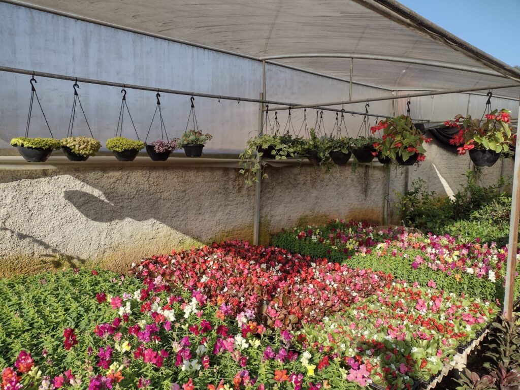 Feira de mudas frutíferas e ornamentais será realizada de sexta a domingo, em Joinville
