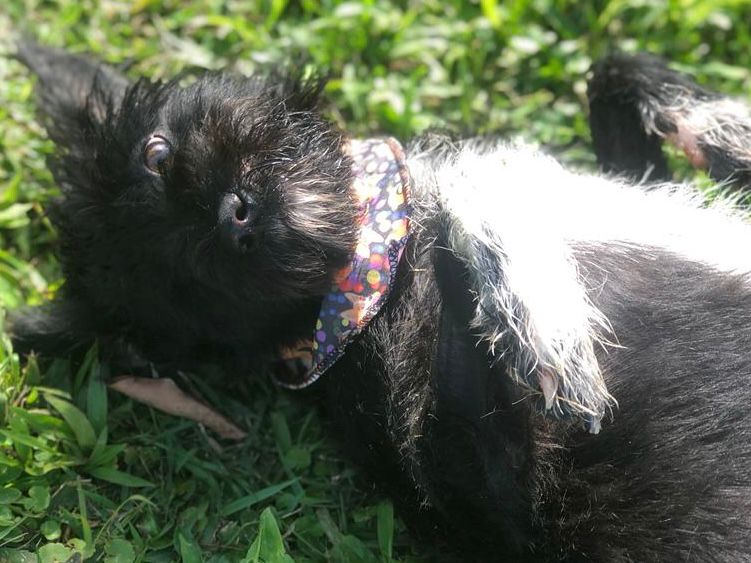 Centro de Bem Estar Animal de Joinville realiza feira de adoção neste domingo