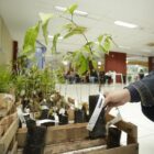 Fotos de várias mudas de plantas para distribuição