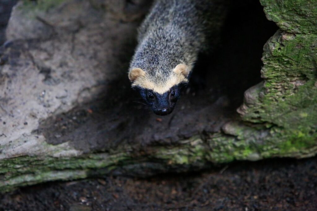 Bento é o nome do novo morador do Zoobotânico de Joinville