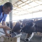 Homem próximo a vacas