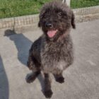Cachorrinha Emília que está disponível para adoção
