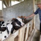 produtor rural durante manejo de gado