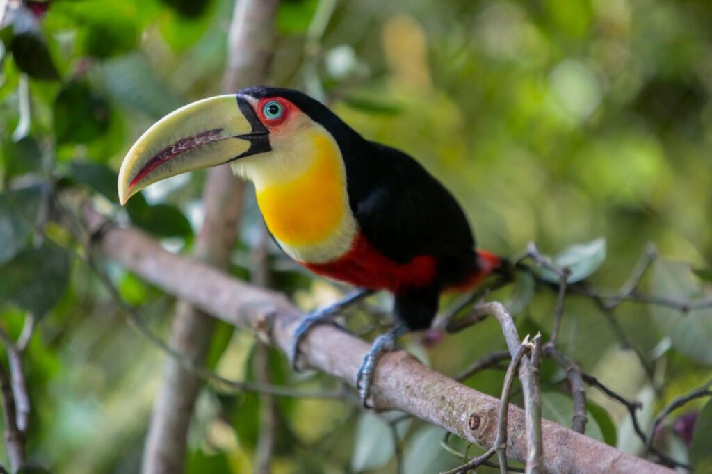 Tucanos Du, Dudu e Edu são os novos moradores do Zoobotânico de Joinville