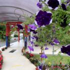 Fotografia de um jardim em uma escola pública