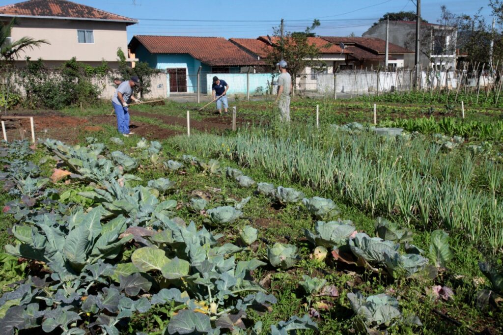 Prefeitura envia para Câmara projeto Plantando Saúde para fomentar e ampliar hortas comunitárias