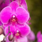Imagem de uma orquídea rosa