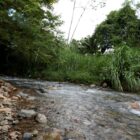 imagem de um rio rodeado de mata