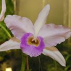 orquídea branca com lilás