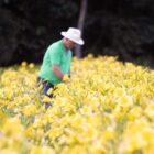 Produtor em área de plantação de flores