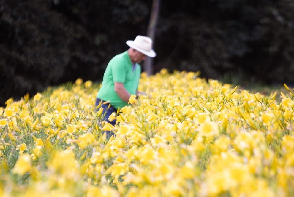 Novembro das Flores garante um mês inteiro com atividades em Joinville