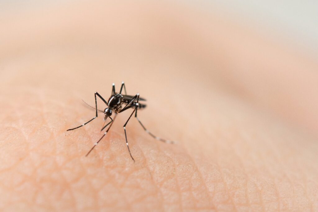 Residências são principal ponto de focos do mosquito Aedes aegypti, em Joinville